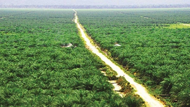 Sawit Melesa Hutan Menyusut: CSR di Kaltim Cuma Formalitas?