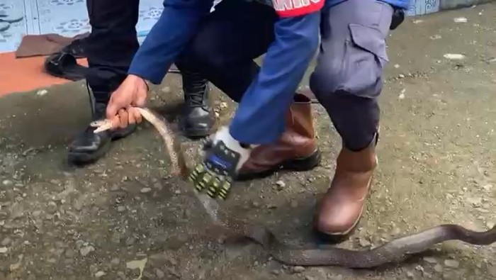 Ular Kobra Masuk di Teras Rumah Warga Barru, Damkar Evakuasi